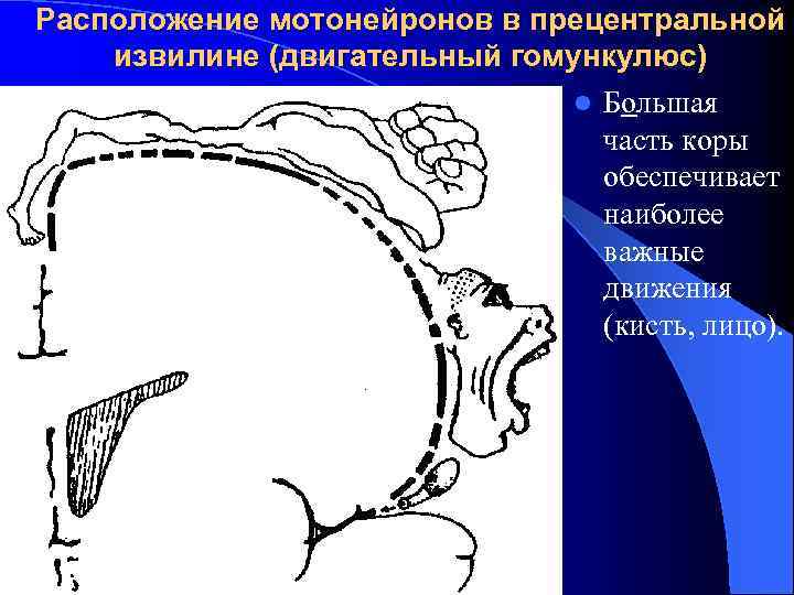 Расположение мотонейронов в прецентральной извилине (двигательный гомункулюс) l Бoльшая часть коры обеспечивает наиболее важные