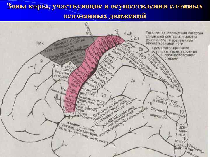 Зоны коры, участвующие в осуществлении сложных осознанных движений l 