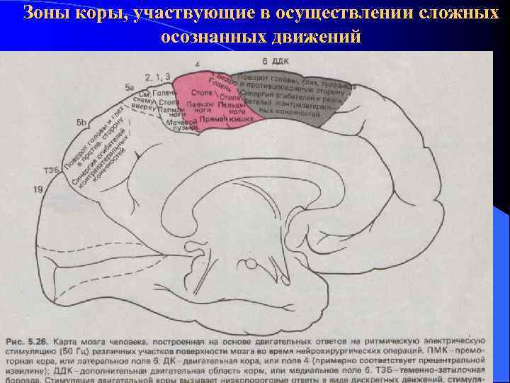 Зоны коры, участвующие в осуществлении сложных осознанных движений 