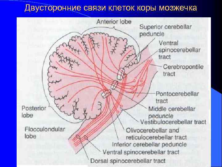 Двусторонние связи клеток коры мозжечка 