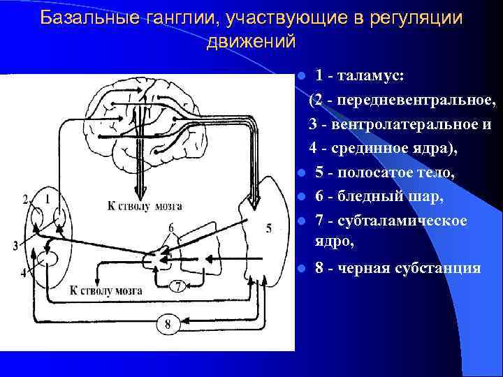 Базальные ганглии, участвующие в регуляции движений 1 - таламус: (2 - передневентральное, 3 -