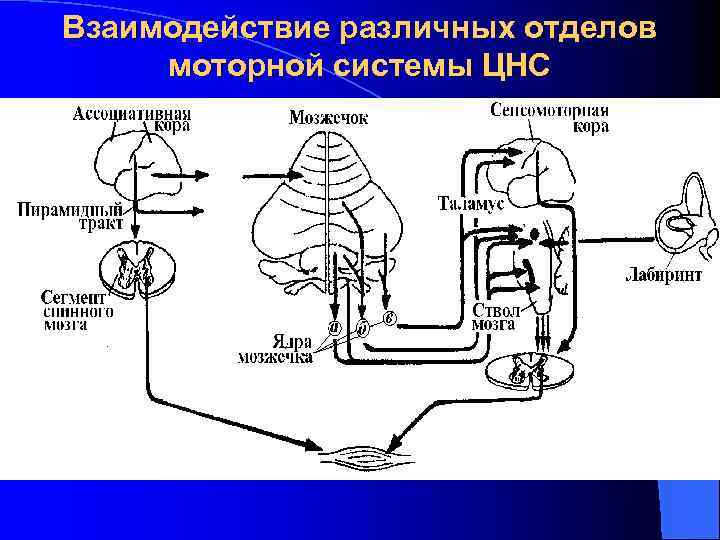 Взаимодействие различных отделов моторной системы ЦНС 