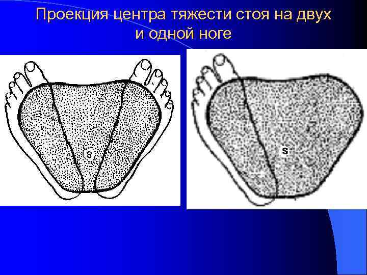 Проекция центра тяжести стоя на двух и одной ноге 