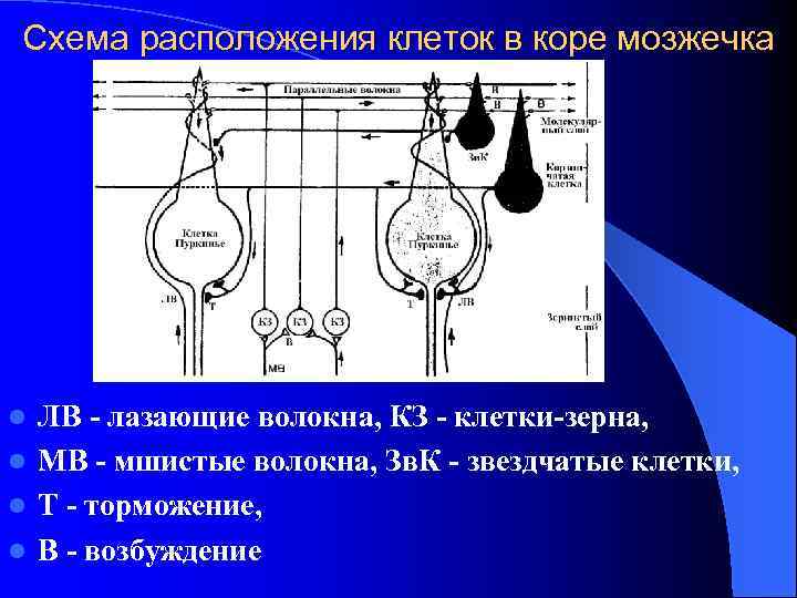 Схема расположения клеток в коре мозжечка ЛВ - лазающие волокна, КЗ - клетки-зерна, l