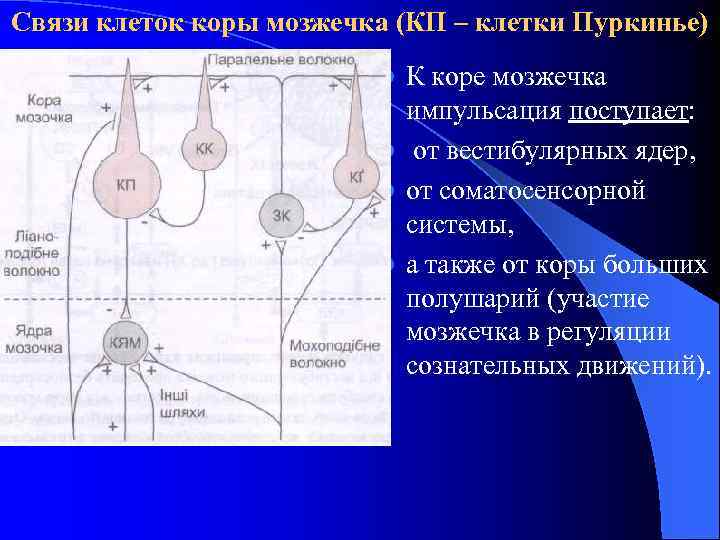 Связи клеток коры мозжечка (КП – клетки Пуркинье) К коре мозжечка импульсация поступает: l