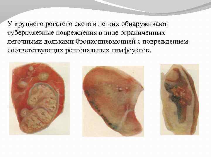 У крупного рогатого скота в легких обнаруживают туберкулезные повреждения в виде ограниченных легочными дольками