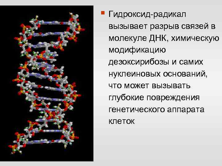 Молекула днк содержит основания