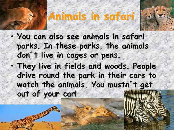 Animals in safari • You can also see animals in safari parks. In these