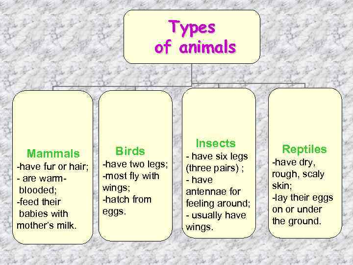 Types of animals Mammals -have fur or hair; - are warmblooded; -feed their babies