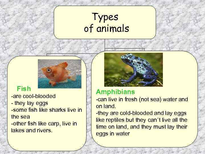 Types of animals Fish -are cool-blooded - they lay eggs -some fish like sharks