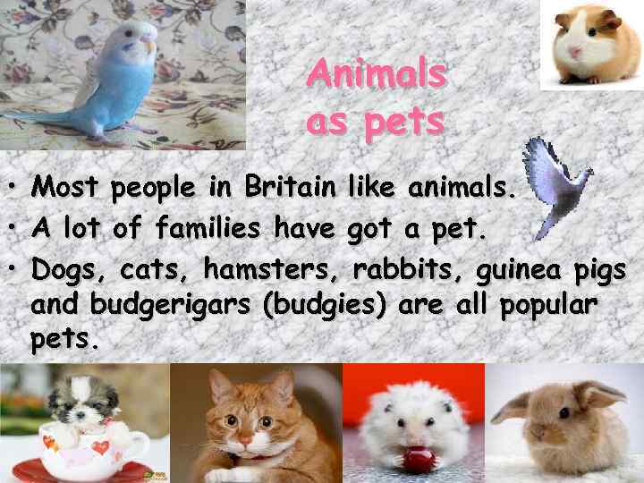 Animals as pets • • • Most people in Britain like animals. A lot