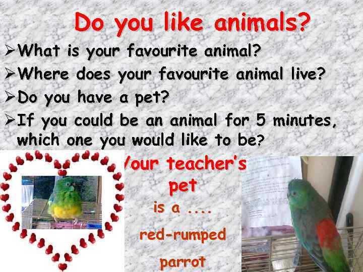 Do you like animals? Ø What is your favourite animal? Ø Where does your