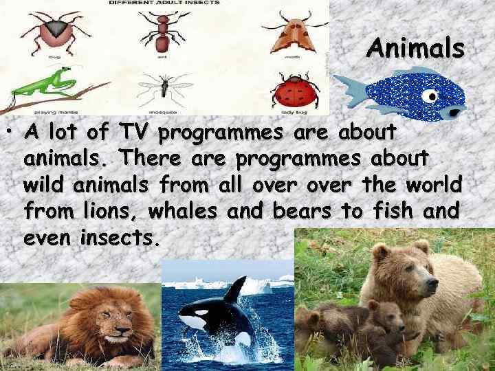 Animals • A lot of TV programmes are about animals. There are programmes about