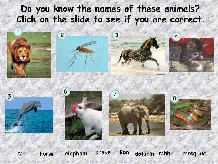 Do you know the names of these animals? Click on the slide to see
