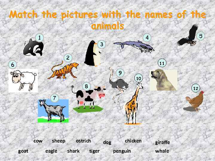 Match the pictures with the names of the animals 1 3 2 6 5