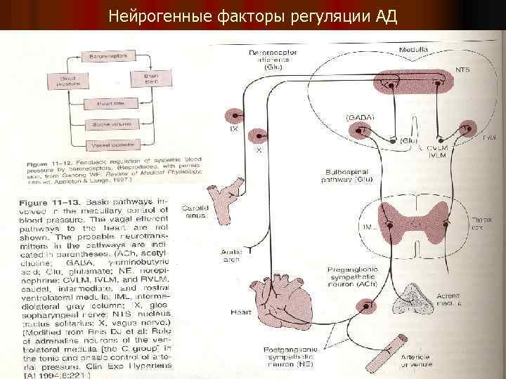 Нейрогенные факторы регуляции АД 