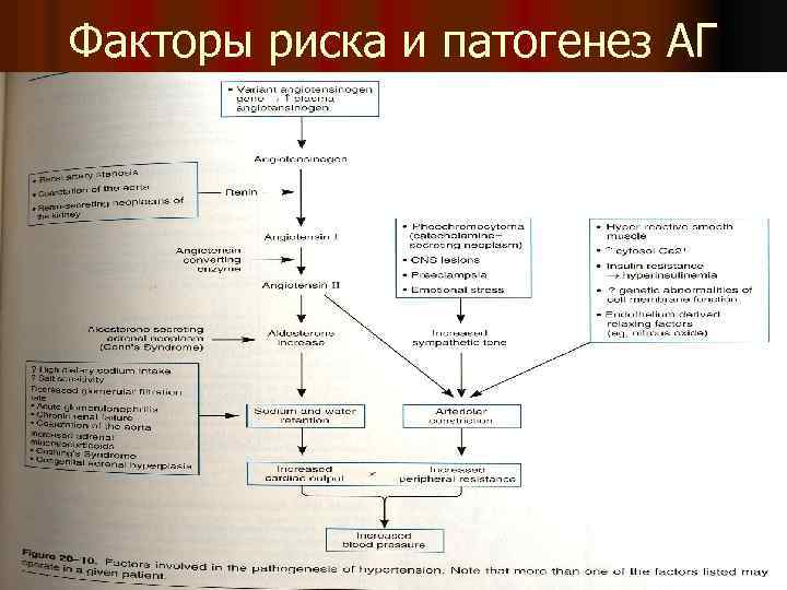 Факторы риска и патогенез АГ 