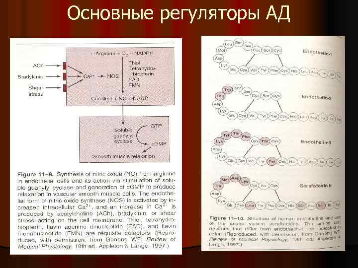 Основные регуляторы АД 