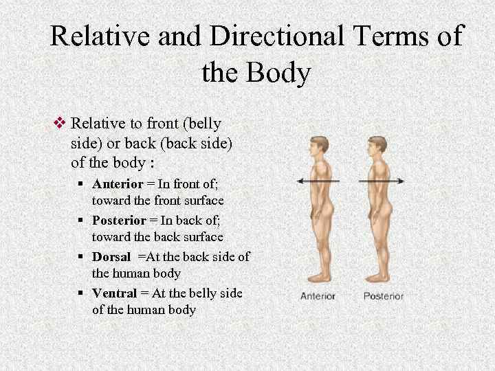 Relative and Directional Terms of the Body v Relative to front (belly side) or