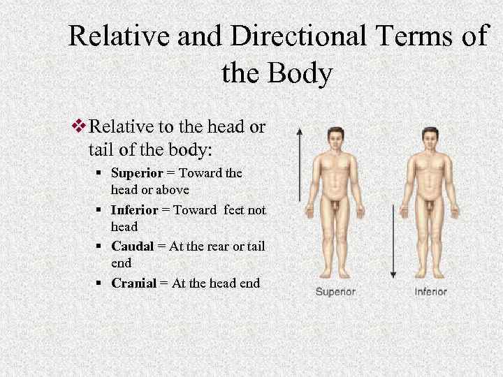 Relative and Directional Terms of the Body v Relative to the head or tail