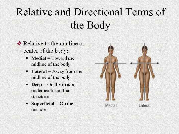 Relative and Directional Terms of the Body v Relative to the midline or center