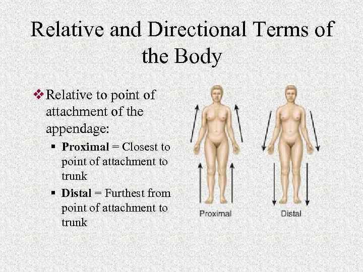 Relative and Directional Terms of the Body v Relative to point of attachment of