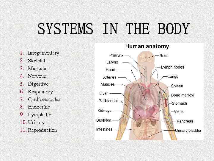 1. Integumentary 2. Skeletal 3. Muscular 4. Nervous 5. Digestive 6. Respiratory 7. Cardiovascular