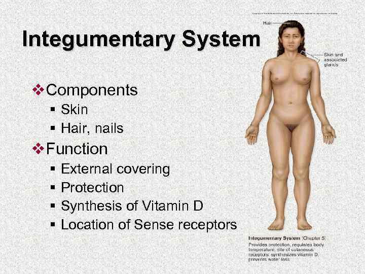 Integumentary System v. Components § Skin § Hair, nails v. Function § § External