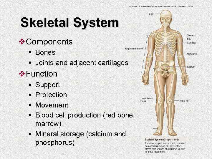 Skeletal System v Components § Bones § Joints and adjacent cartilages v Function §