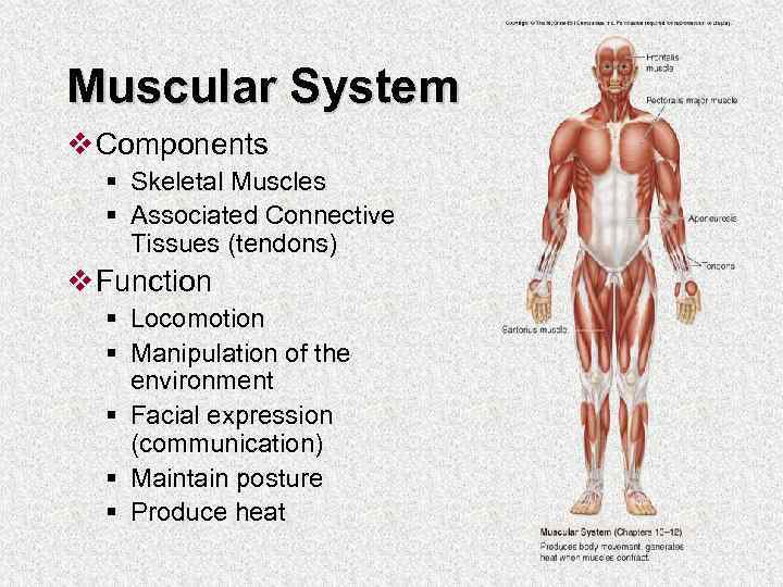 Muscular System v Components § Skeletal Muscles § Associated Connective Tissues (tendons) v Function