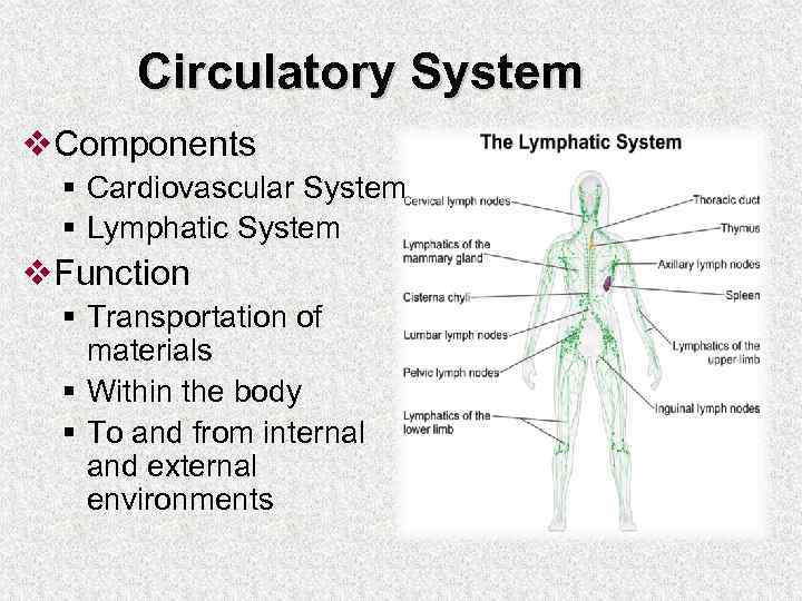 Circulatory System v. Components § Cardiovascular System § Lymphatic System v. Function § Transportation