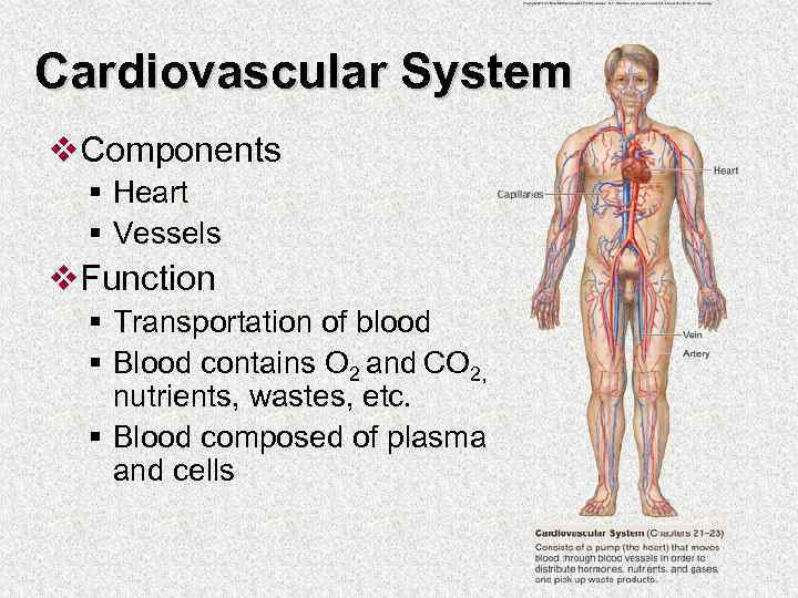 Cardiovascular System v. Components § Heart § Vessels v. Function § Transportation of blood