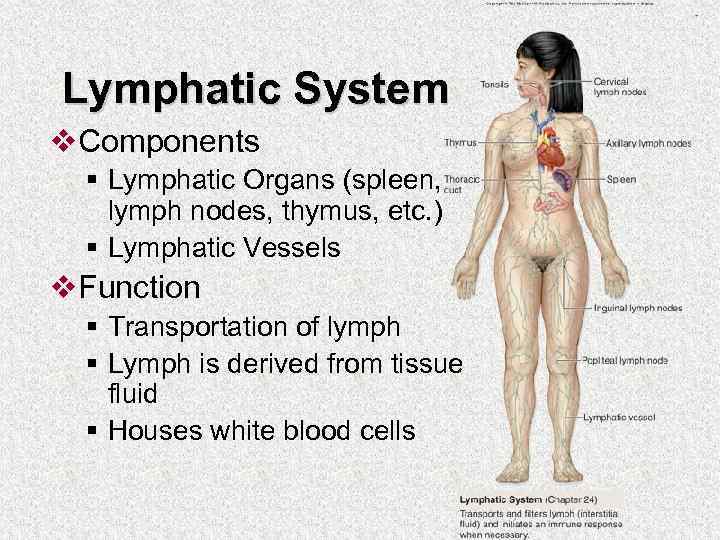 Lymphatic System v. Components § Lymphatic Organs (spleen, lymph nodes, thymus, etc. ) §