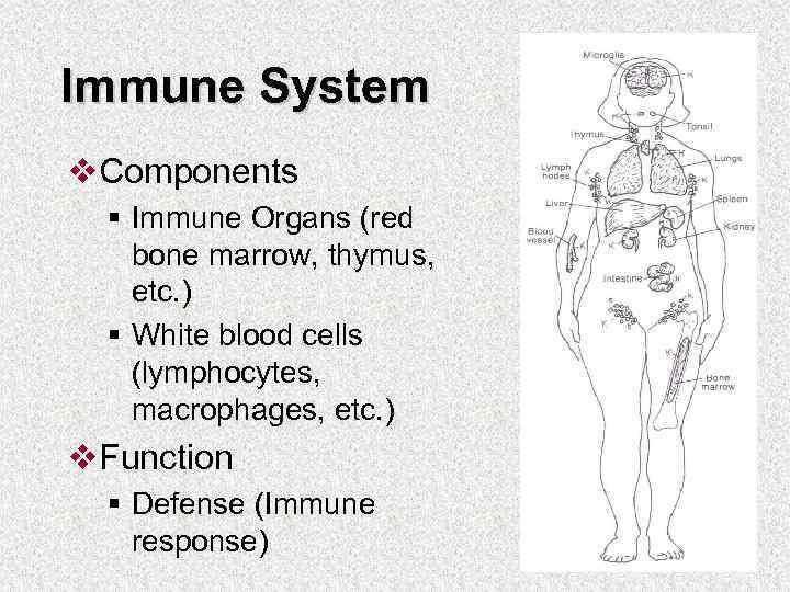 Immune System v. Components § Immune Organs (red bone marrow, thymus, etc. ) §