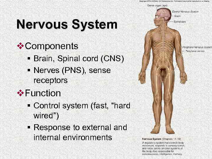 Nervous System v. Components § Brain, Spinal cord (CNS) § Nerves (PNS), sense receptors