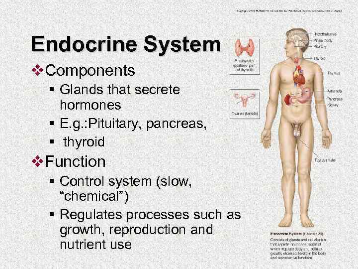 Endocrine System v. Components § Glands that secrete hormones § E. g. : Pituitary,