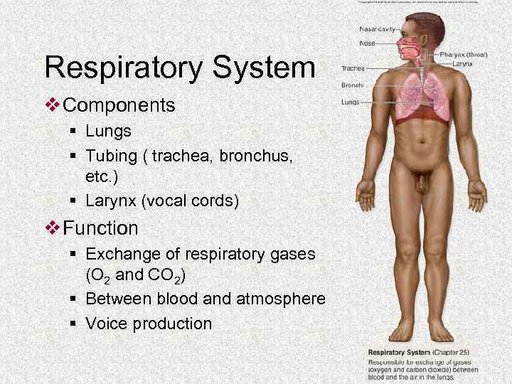 Respiratory System v Components § Lungs § Tubing ( trachea, bronchus, etc. ) §