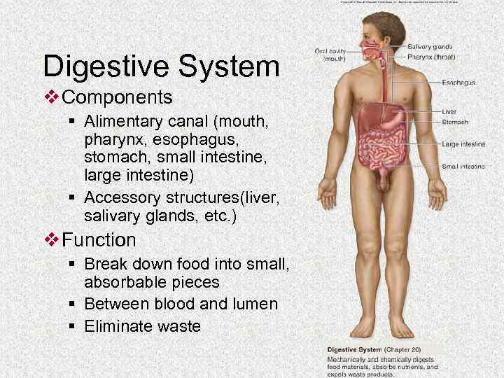 Digestive System v Components § Alimentary canal (mouth, pharynx, esophagus, stomach, small intestine, large