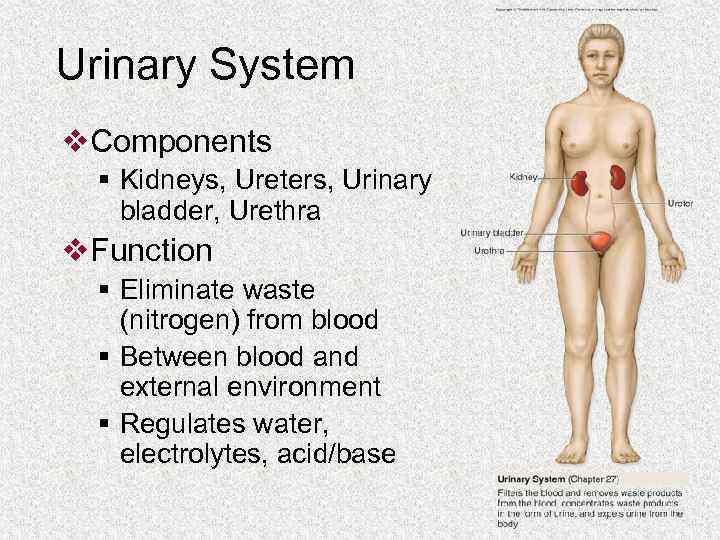 Urinary System v. Components § Kidneys, Ureters, Urinary bladder, Urethra v. Function § Eliminate