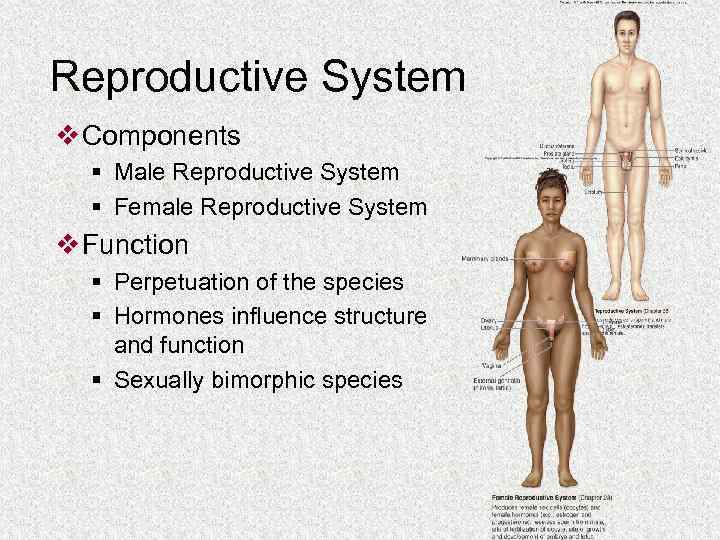 Reproductive System v Components § Male Reproductive System § Female Reproductive System v Function