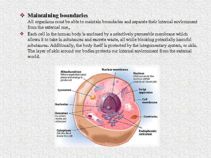 v Maintaining boundaries All organisms must be able to maintain boundaries and separate their