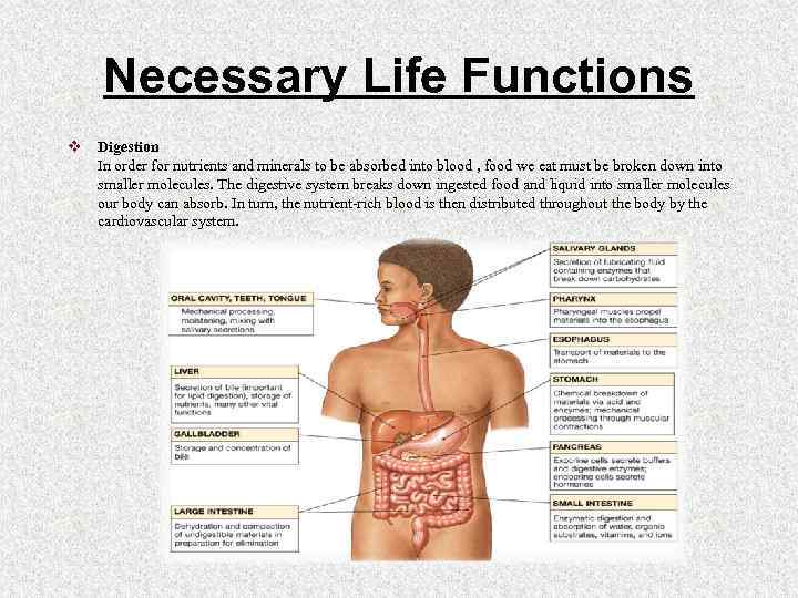 Necessary Life Functions v Digestion In order for nutrients and minerals to be absorbed