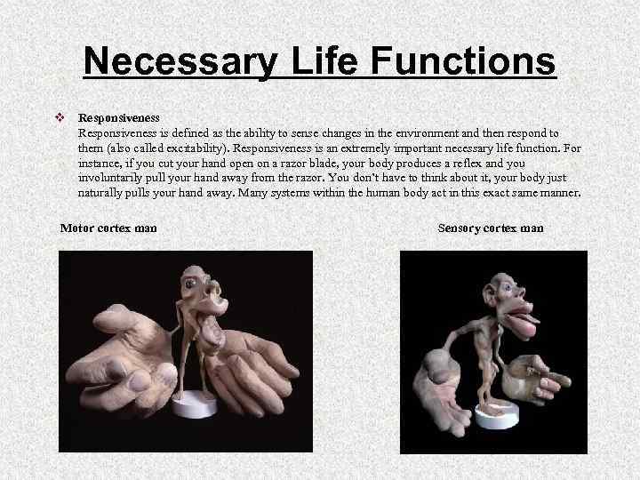 Necessary Life Functions v Responsiveness is defined as the ability to sense changes in