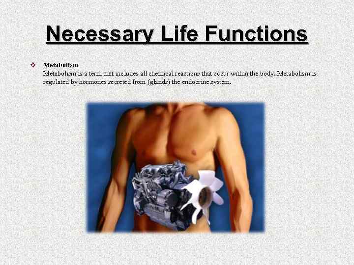 Necessary Life Functions v Metabolism is a term that includes all chemical reactions that