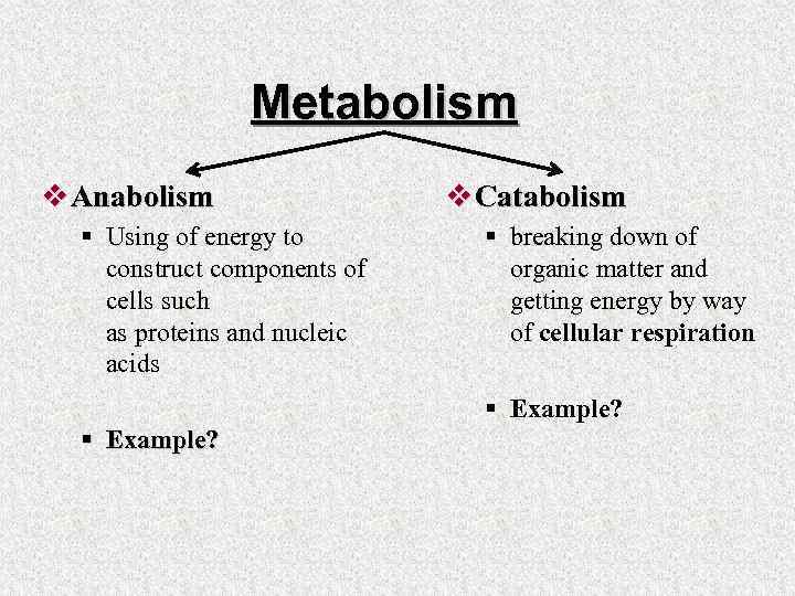 Metabolism v Anabolism § Using of energy to construct components of cells such as