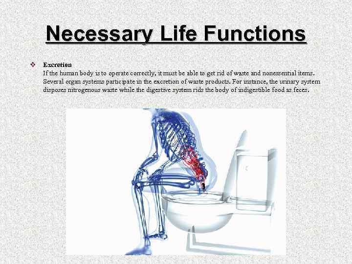 Necessary Life Functions v Excretion If the human body is to operate correctly, it