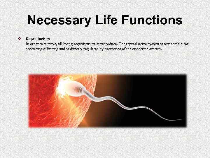 Necessary Life Functions v Reproduction In order to survive, all living organisms must reproduce.