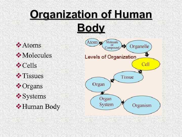 Organization of Human Body v Atoms v Molecules v Cells v Tissues v Organs