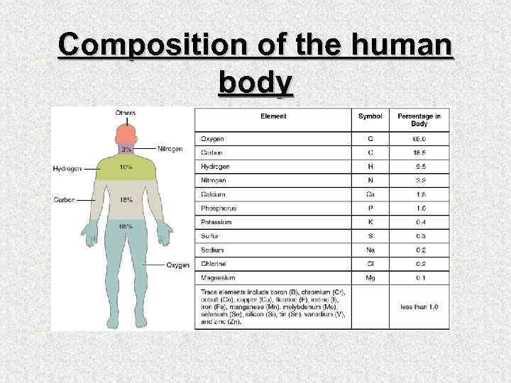 Composition of the human body 