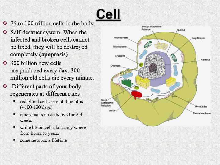 Cell v 75 to 100 trillion cells in the body. v Self-destruct system. When